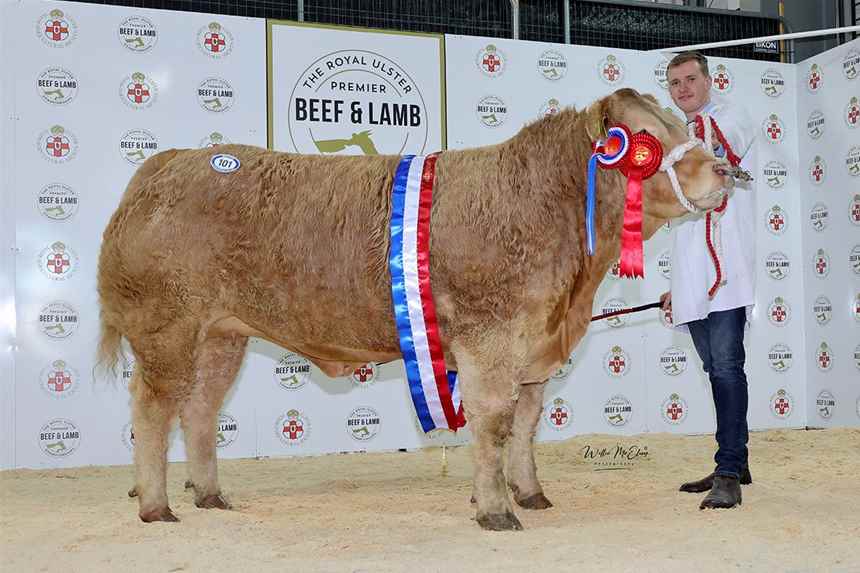 Champion Charolais