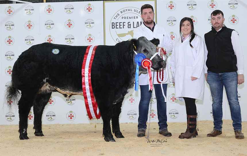 Reserve Champion British Blue