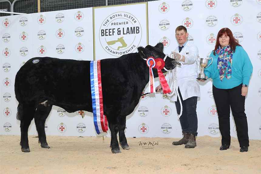 Champion Aberdeen Angus