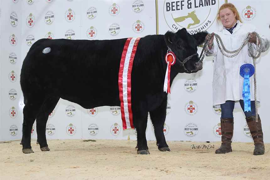 Reserve Champion Aberdeen Angus