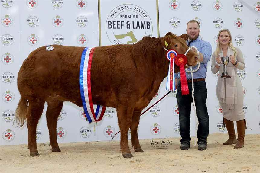 Champion British Blonde