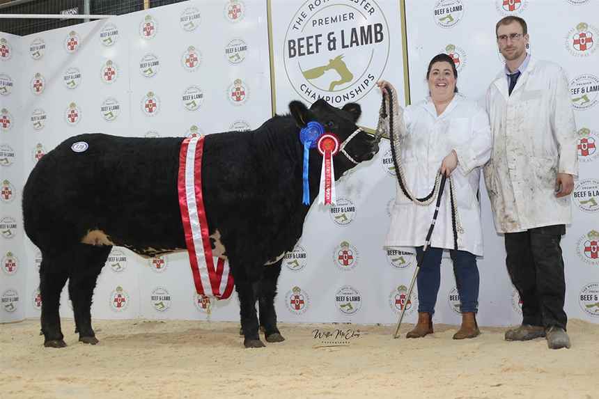 Reserve Champion British Blonde