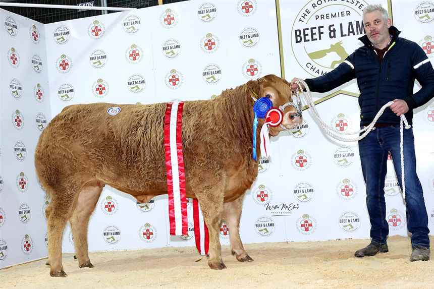 Reserve Champion Charolais