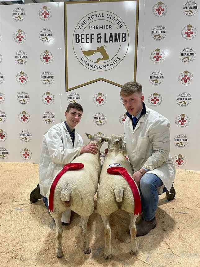 Best Pair Of Charolais Lambs 36 - 42.5kg