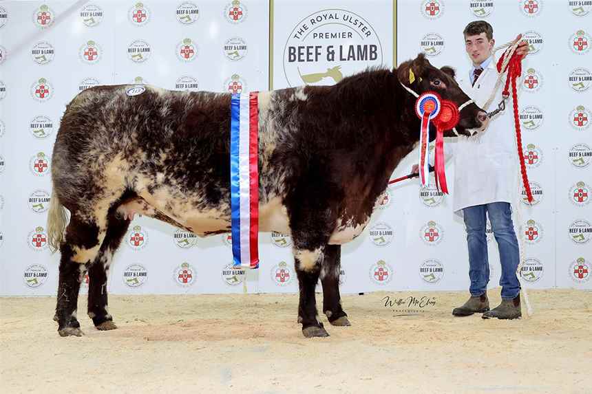 Champion Beef Shorthorn