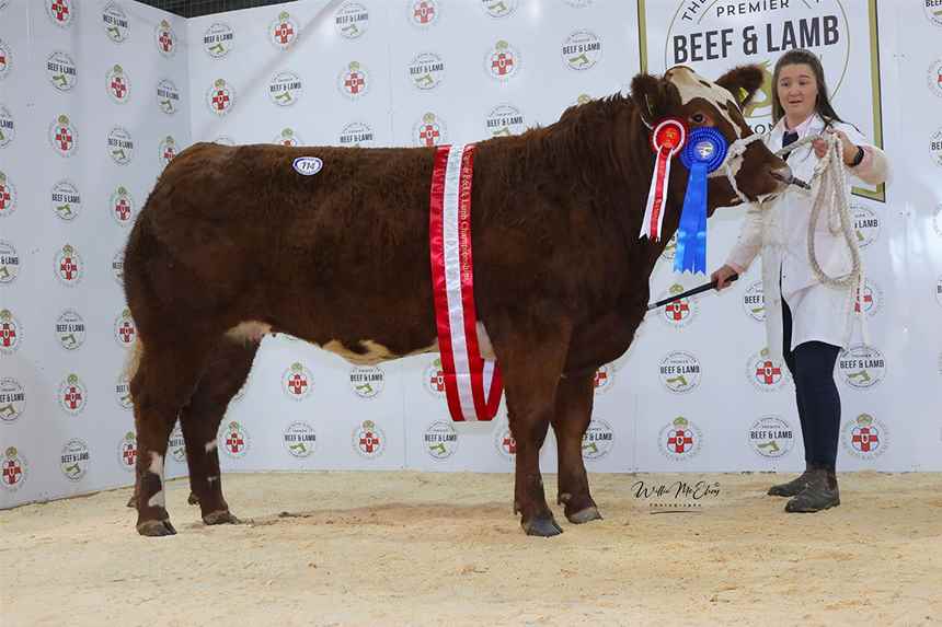 Reserve Champion Beef Shorthorn