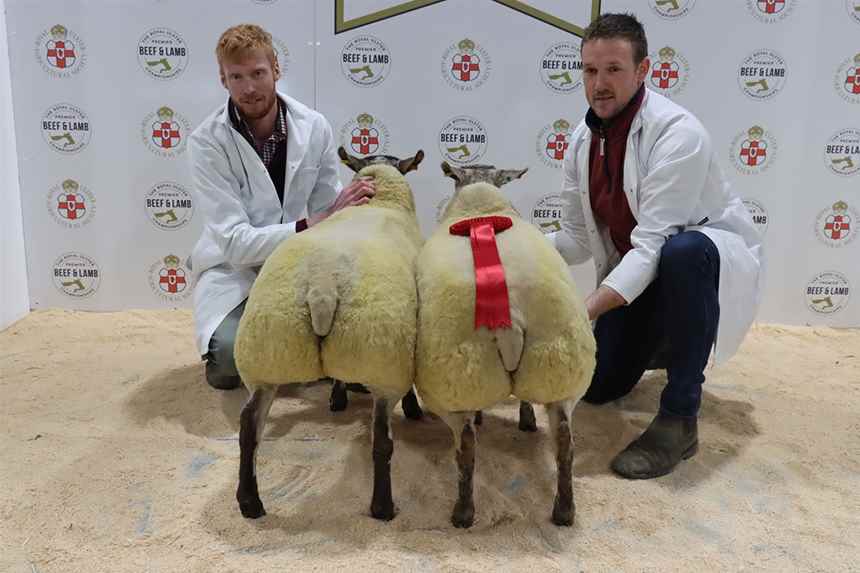 Best Pair Of Suffolk Lambs Over 42.5kg