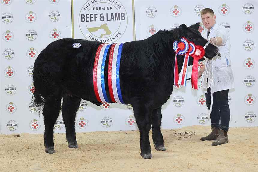 Champion Limousin