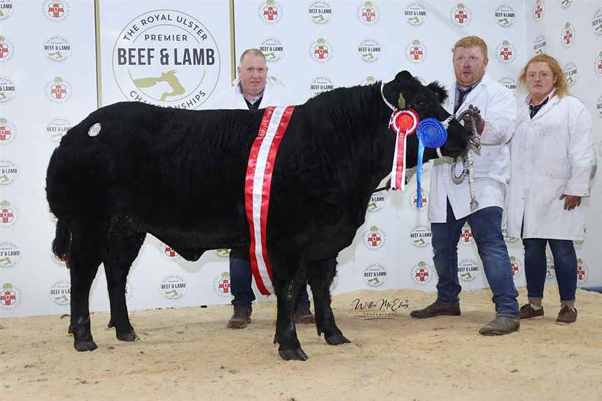 Reserve Champion Limousin