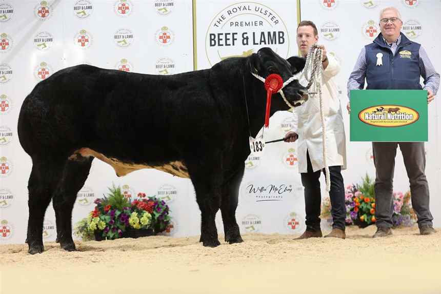 British Blue Bullock
