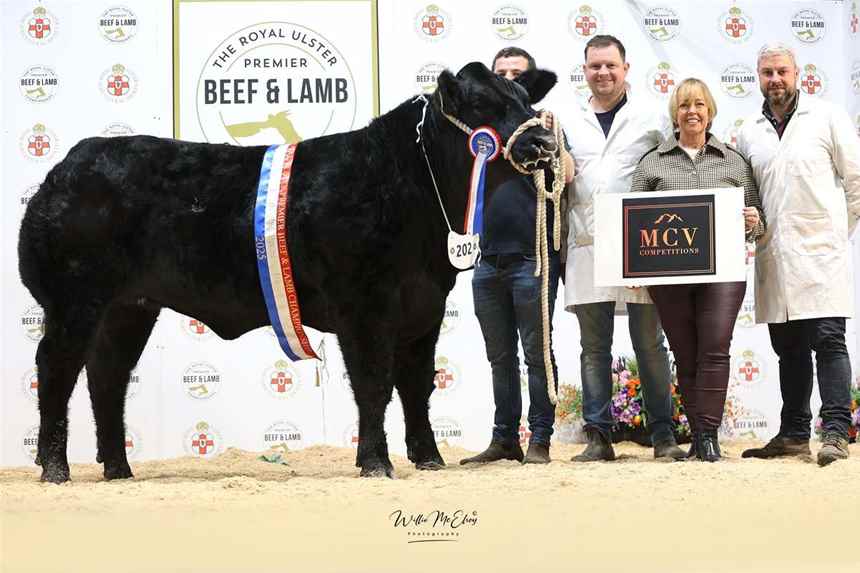 Champion Breeding Heifer	
