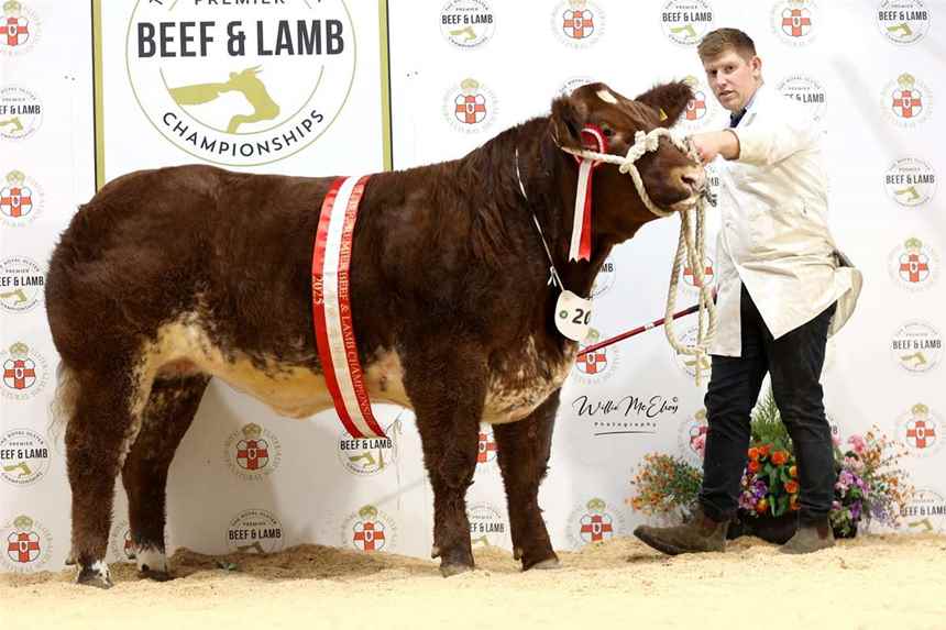 Reserve Champion Breeding Heifer	