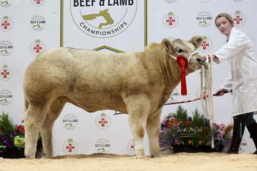 Charolais Heifer