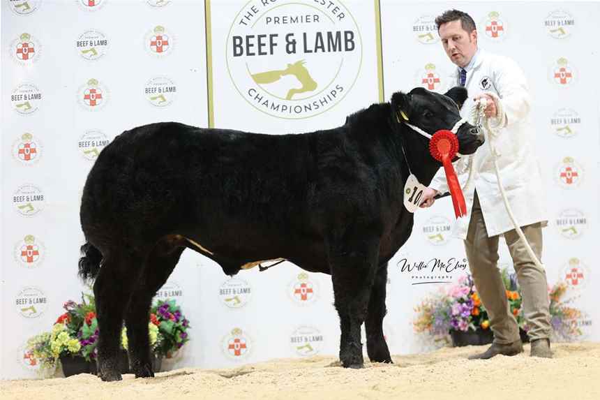 Limousin Bullock Calf