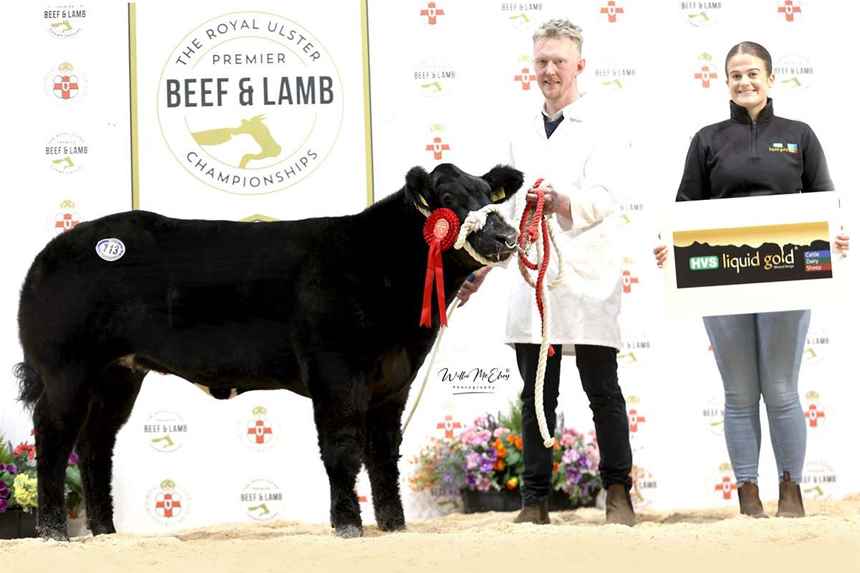 British Blue Heifer Calf