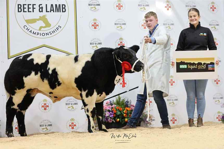 British Blue Bullock Calf
