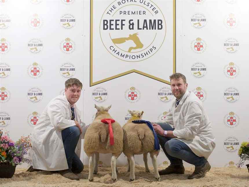 Charollais over 42.5kg