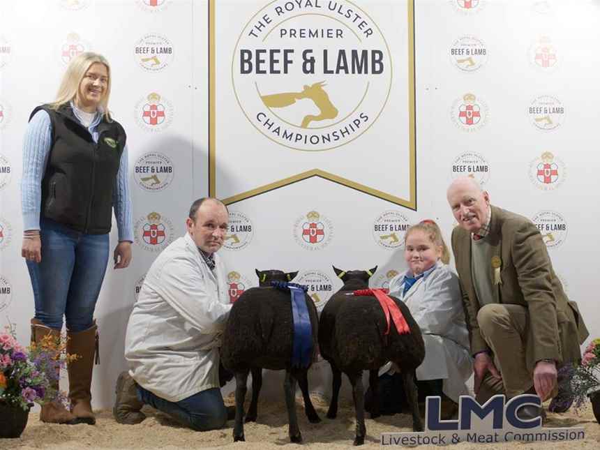 Dutch Spotted 36-42.5kg