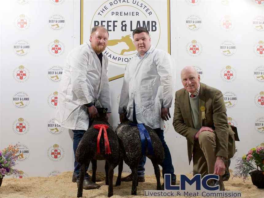 Any other Breed 36-42.5kg	