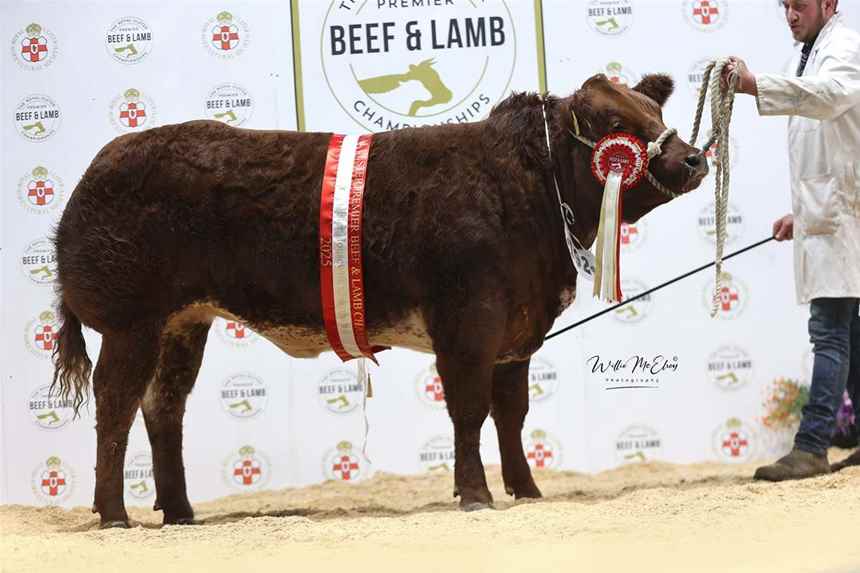 Reserve Ulster Housewifes Champion 