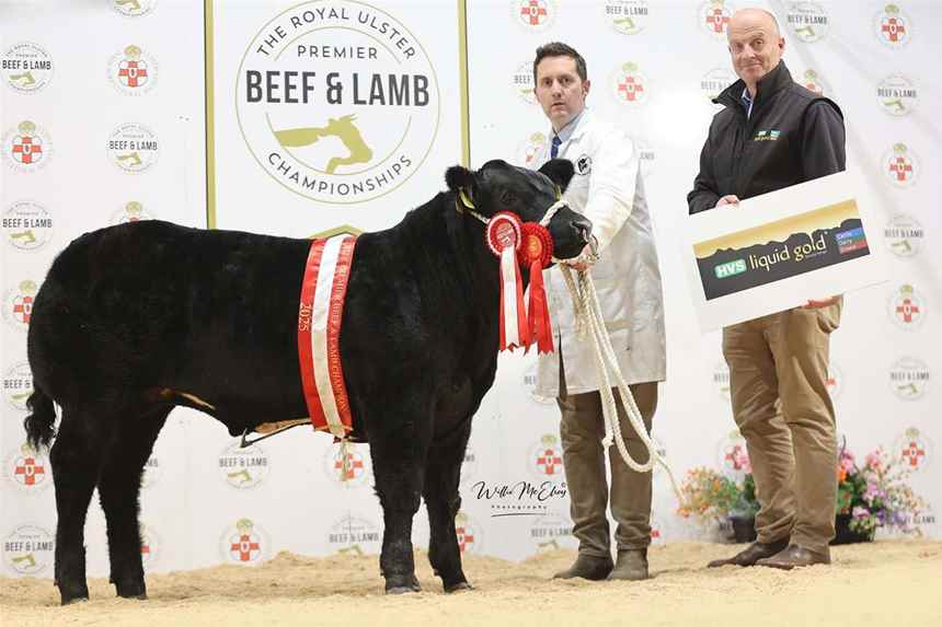 Reserve Champion Calf 