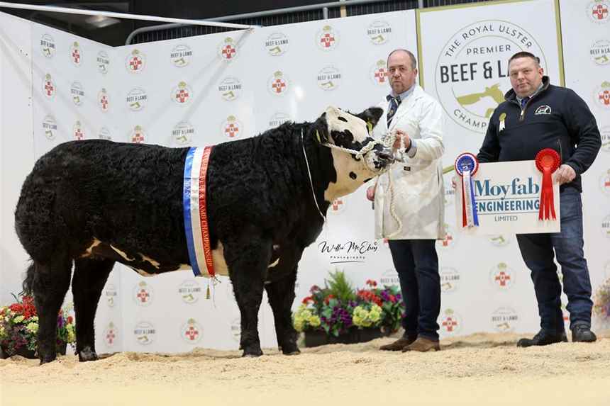 Champion Hereford	