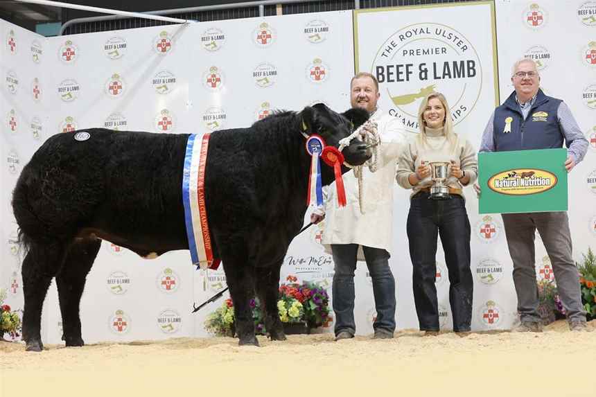 Champion Limousin