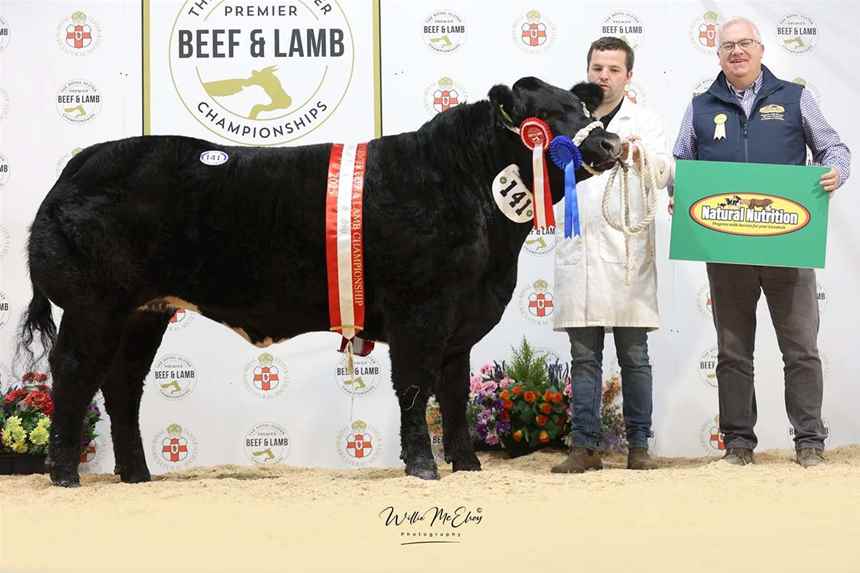Reserve Champion Limousin