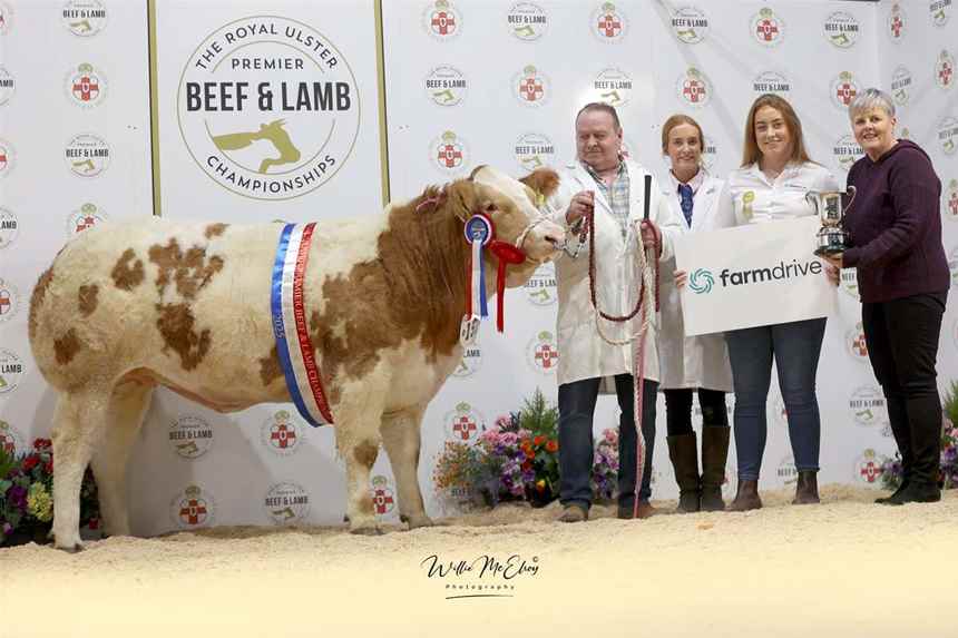 Champion Simmental