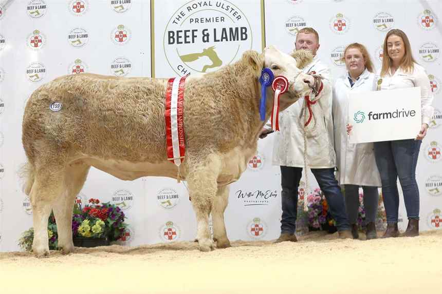 Reserve Champion Simmental