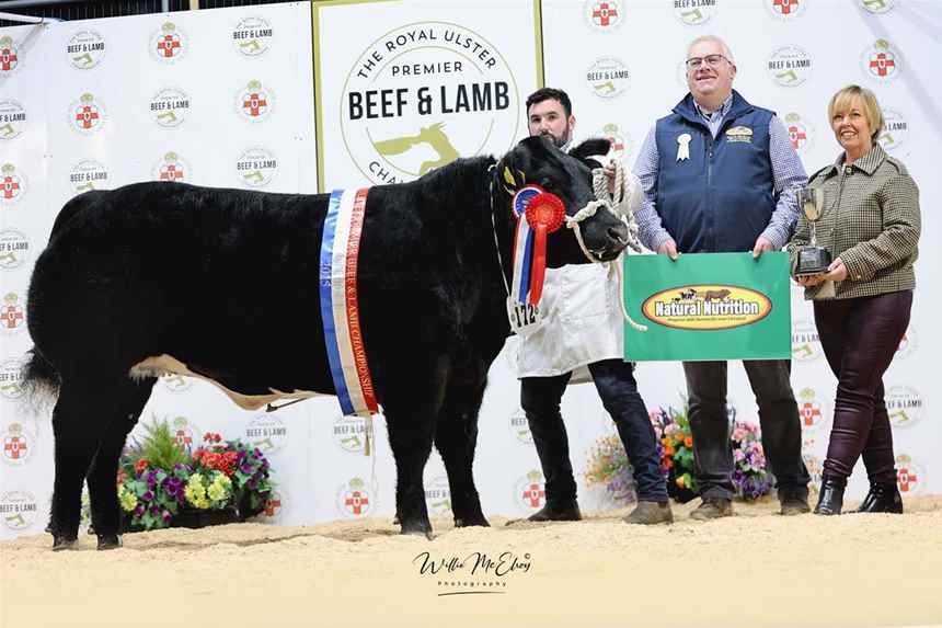 Champion British Blue 