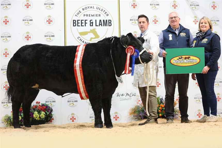 Reserve Champion British Blue 