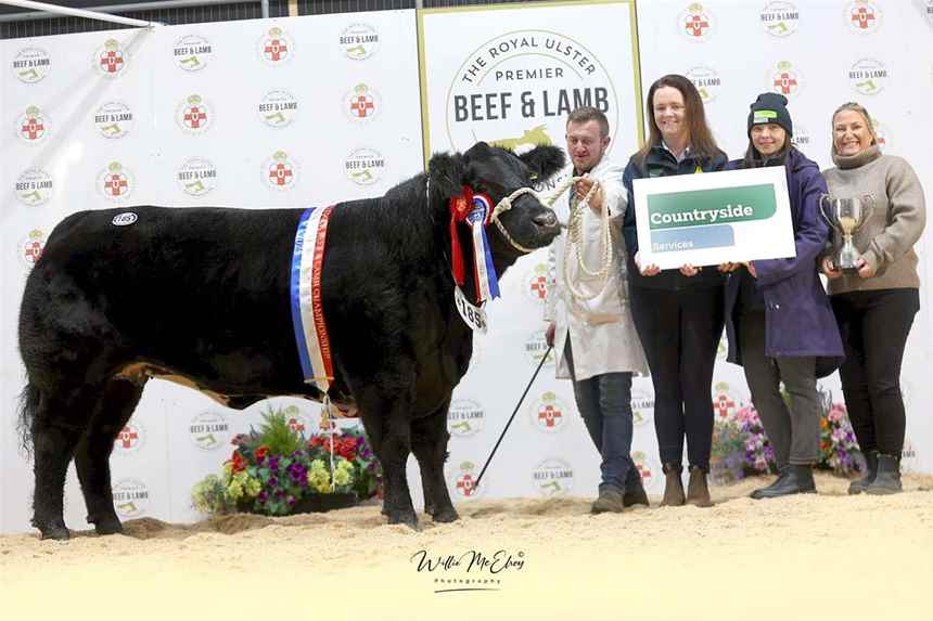 Champion Aberdeen Angus