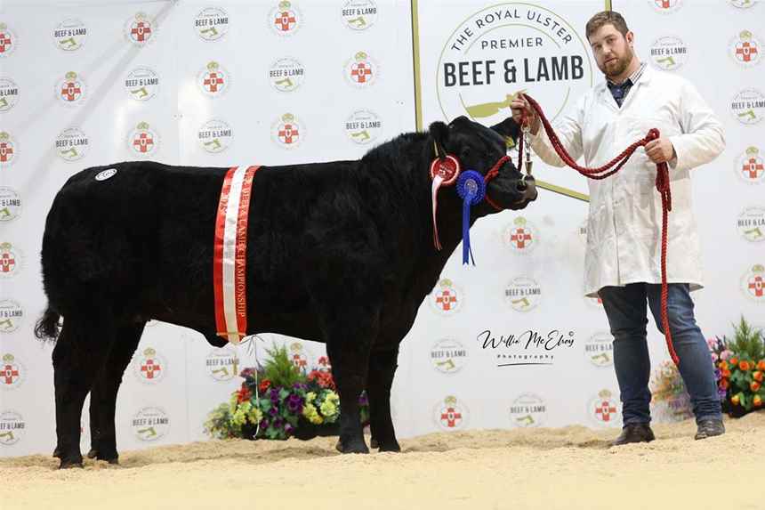 Reserve Champion Aberdeen Angus