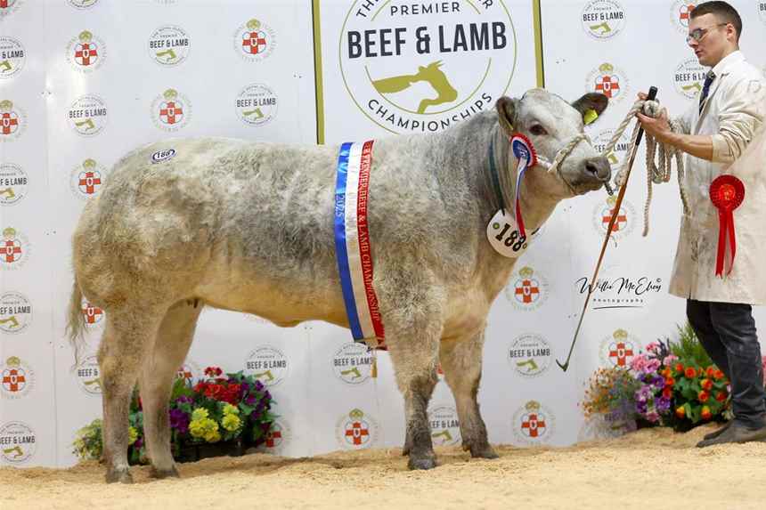 Champion British Blonde