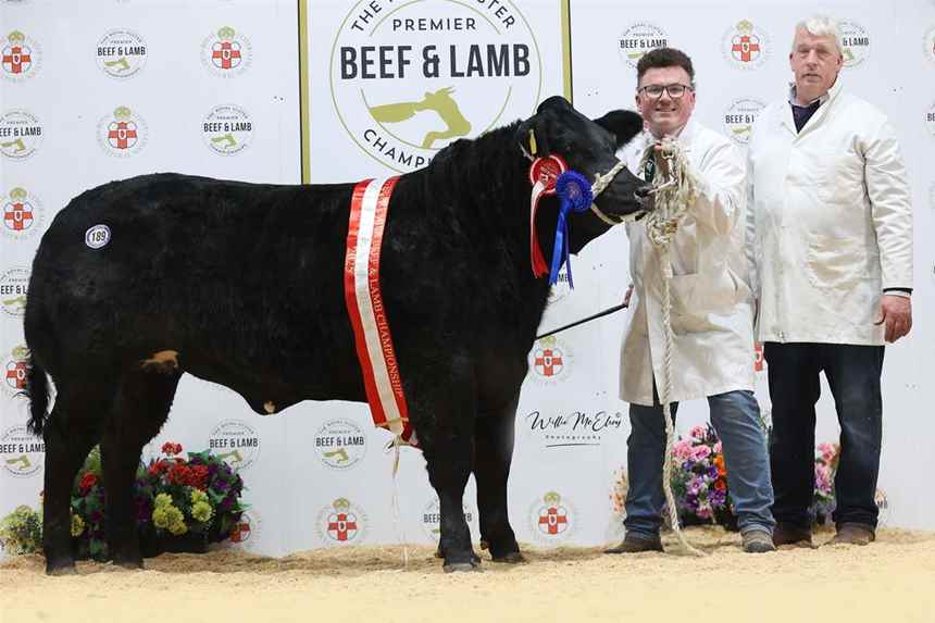 Reserve Champion British Blonde