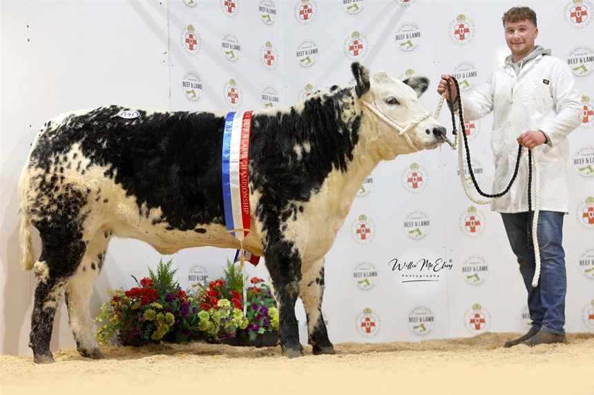 Champion Any Other Cross Breed