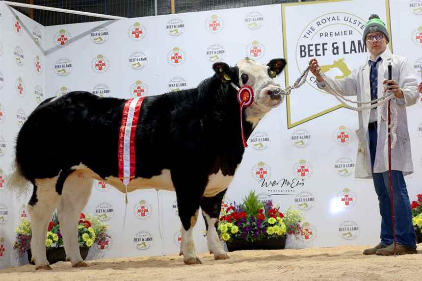 Reserve Champion Breeding Heifer