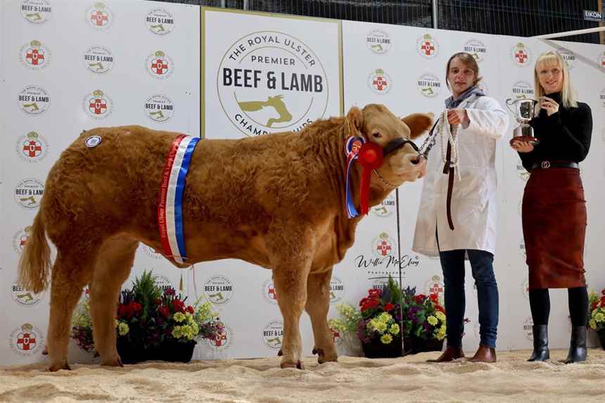 Champion Charolais