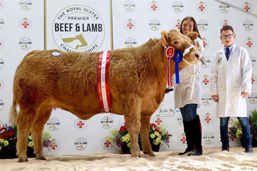 Reserve Champion Charolais