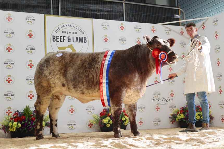 Champion Beef Shorthorn