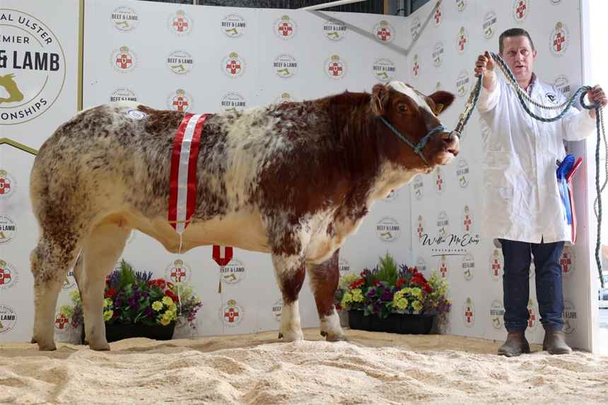 Reserve Champion Beef Shorthorn