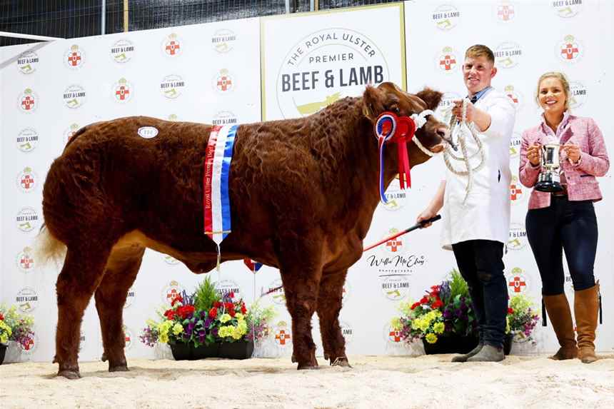 Champion Limousin