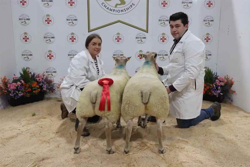 Charolais Over 425kg