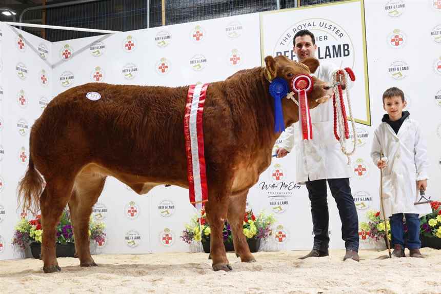 Reserve Champion Limousin