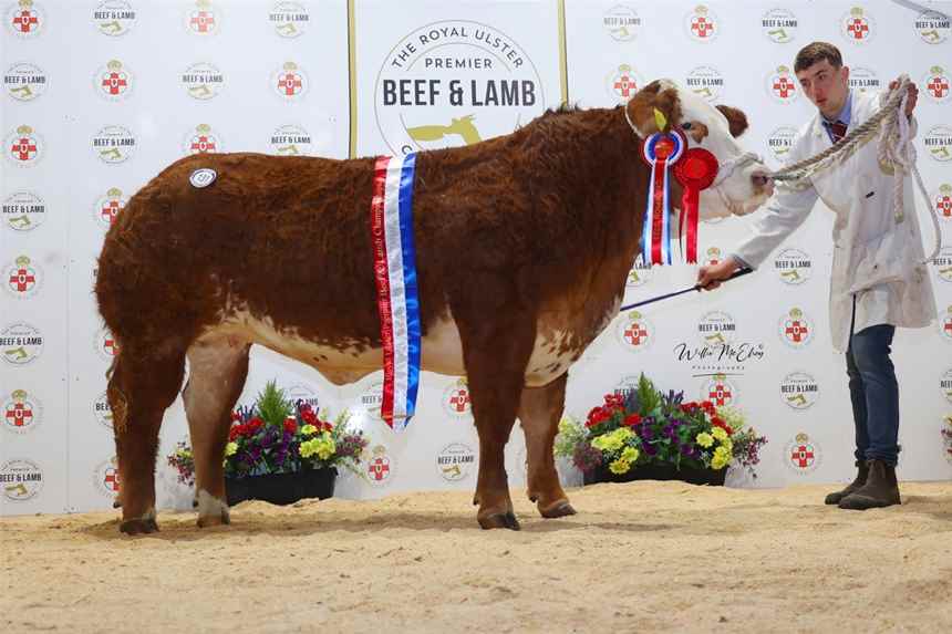 Champion Simmental