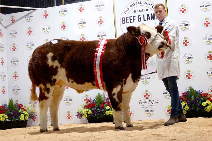 Reserve Champion Simmental