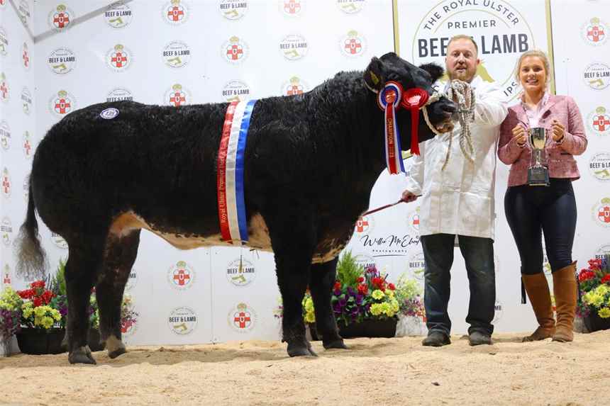 Champion British Blue