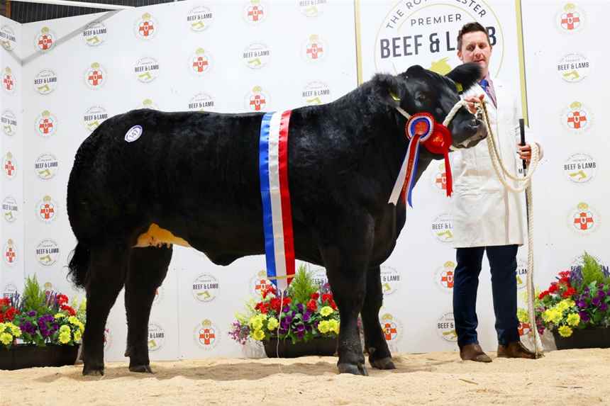 Champion Aberdeen Angus