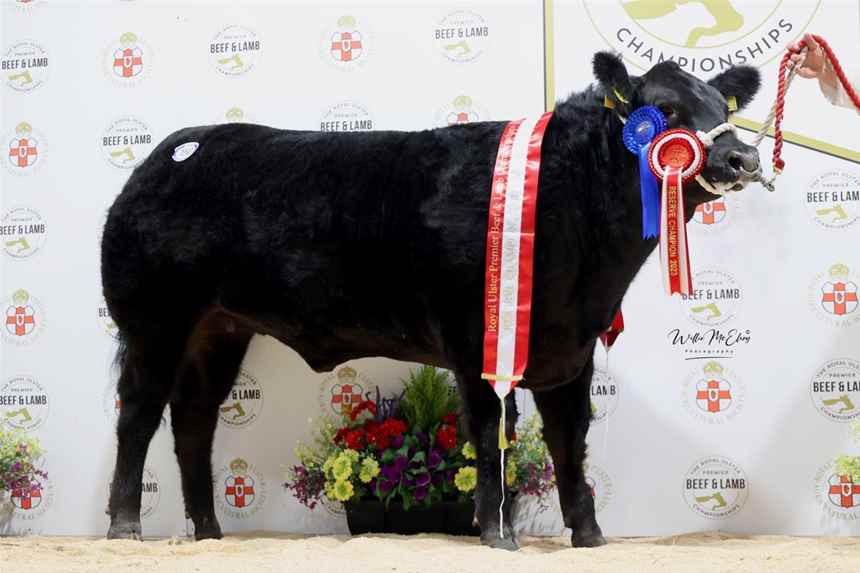 Reserve Aberdeen Angus